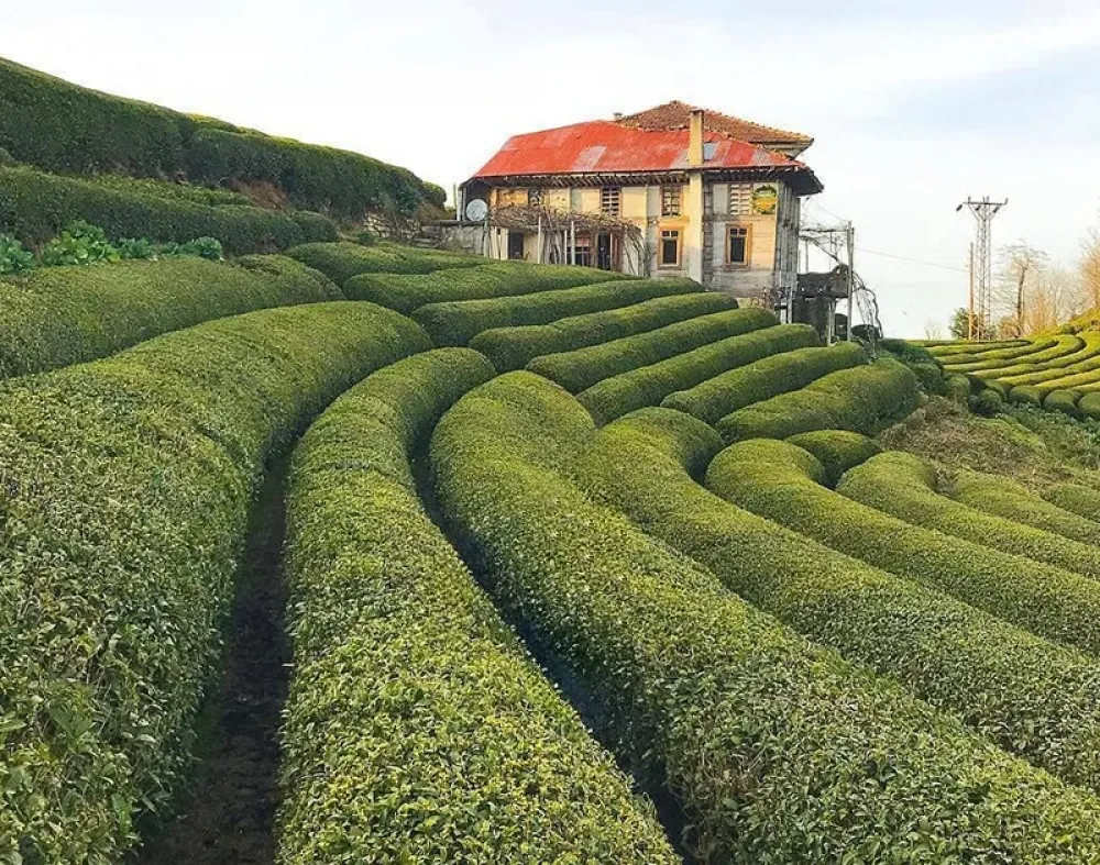 Rize