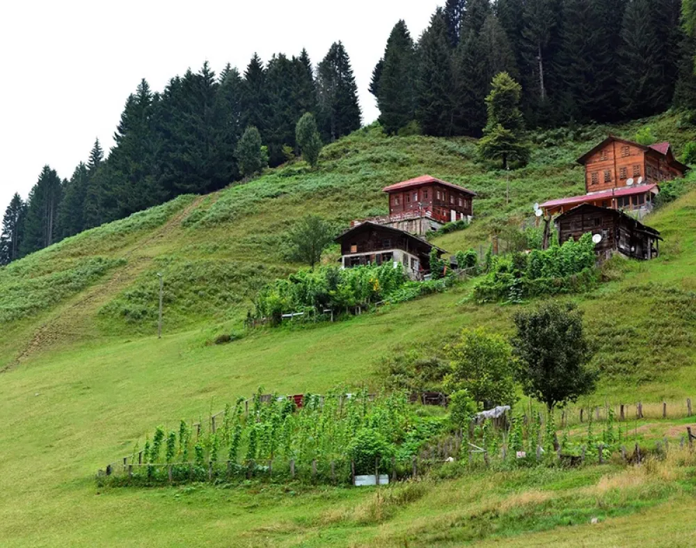 Rize